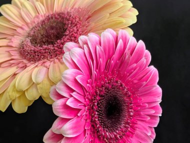 Güzel Gerbera çiçeği. Yaklaş.