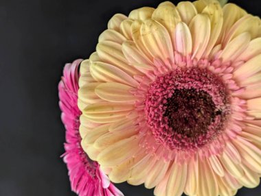 Güzel Gerbera çiçeği. Yaklaş.