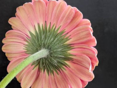 Güzel Gerbera çiçeği. Yaklaş.