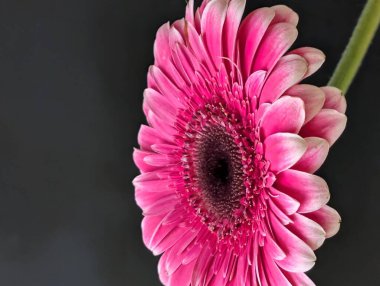 Güzel Gerbera çiçeği. Yaklaş.