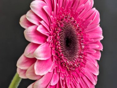 Güzel Gerbera çiçeği. Yaklaş.