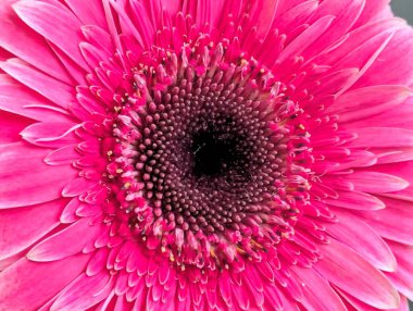 Güzel Gerbera çiçeği. Yaklaş.