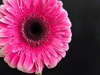 Güzel Gerbera çiçeği. Yaklaş.