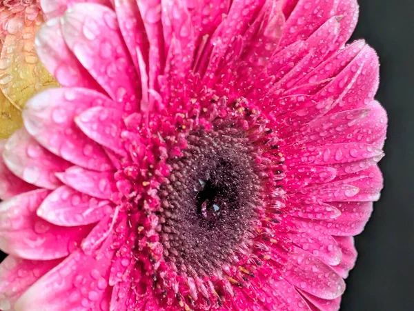 Güzel Gerbera çiçeği. Yaklaş.