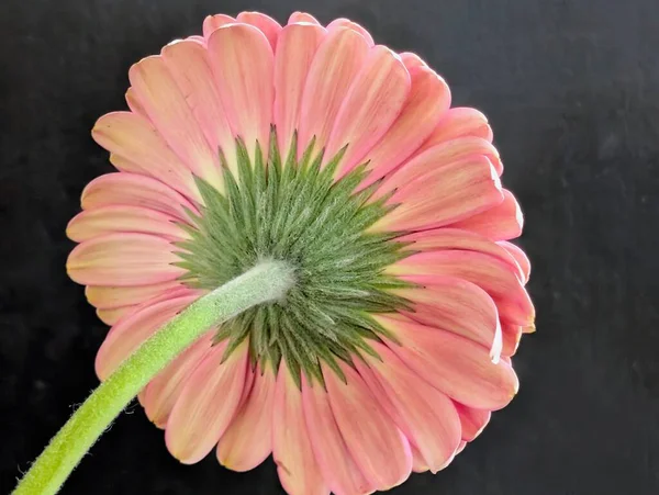 Güzel Gerbera çiçeği. Yaklaş.