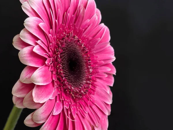 Güzel Gerbera çiçeği. Yaklaş.