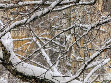 beautiful landscape with trees covered with snow