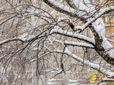 beautiful landscape with trees covered with snow
