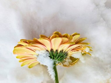 close up of beautiful gerbera flower on snow
