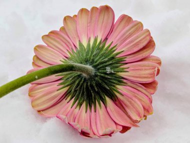 close up of beautiful gerbera flower on snow