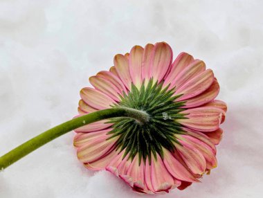 close up of beautiful gerbera flower on snow