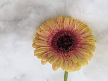 close up of beautiful gerbera flower on snow