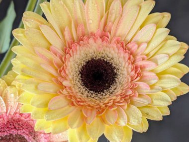 close up of beautiful gerbera flower on snow