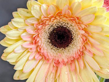 close up of beautiful gerbera flower on snow