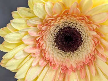 close up of beautiful gerbera flower on snow