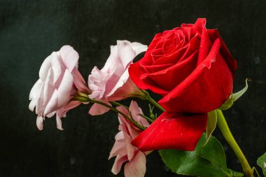 Siyah arkaplanda kırmızı gül ve pembe Eustoma.