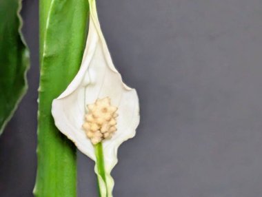 Beyaz Spatthiphyllum çiçeği üst görüntüyü kapat