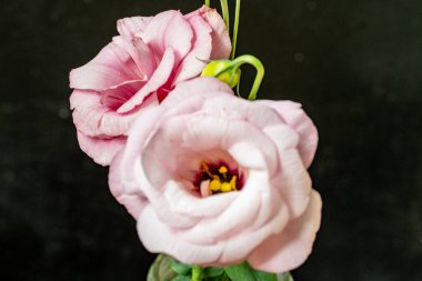 Siyah arka planda pembe östoma çiçekleri