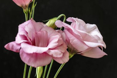 Siyah arka planda pembe östoma çiçekleri