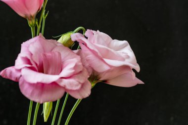 Siyah arka planda pembe östoma çiçekleri