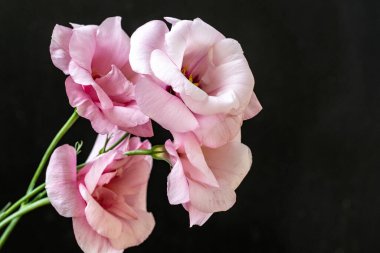 Siyah arka planda pembe östoma çiçekleri