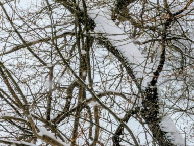 karla kaplı ağaçlar, yakın görüş