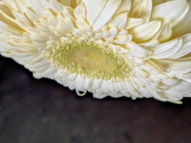 Beyaz çiçek yaprakları, bitkiler ve yapraklar.