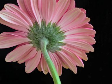 Bahçedeki güzel Gerbera çiçeği