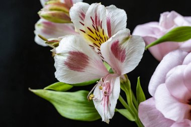 Koyu arkaplanda güzel çiçekler, yaz konsepti, yakın manzara