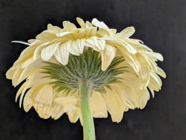 Bahçedeki güzel Gerbera çiçeği