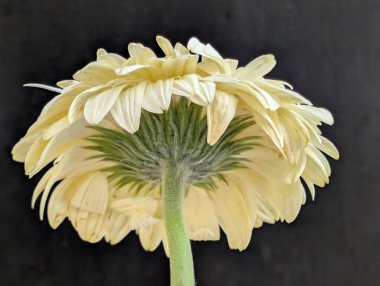 Bahçedeki güzel Gerbera çiçeği