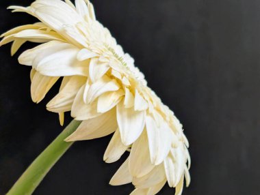 Bahçedeki güzel Gerbera çiçeği