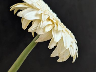 Bahçedeki güzel Gerbera çiçeği