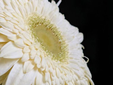 Bahçedeki güzel Gerbera çiçeği