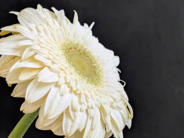 Bahçedeki güzel Gerbera çiçeği