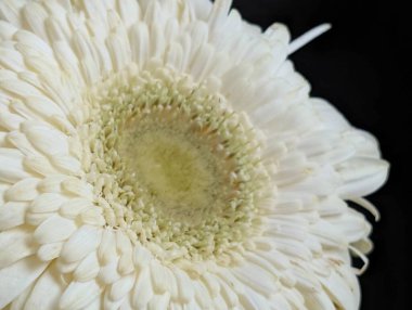 Bahçedeki güzel Gerbera çiçeği