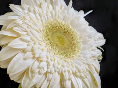 Bahçedeki güzel Gerbera çiçeği