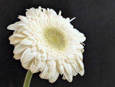Bahçedeki güzel Gerbera çiçeği