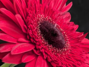 Bahçedeki güzel Gerbera çiçeği