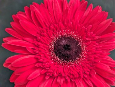 Bahçedeki güzel Gerbera çiçeği