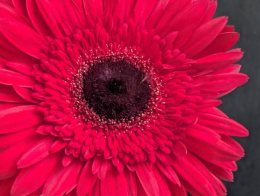 Bahçedeki güzel Gerbera çiçeği