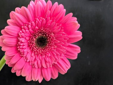 Bahçedeki güzel Gerbera çiçeği