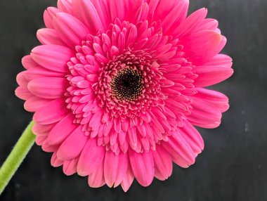 Bahçedeki güzel Gerbera çiçeği