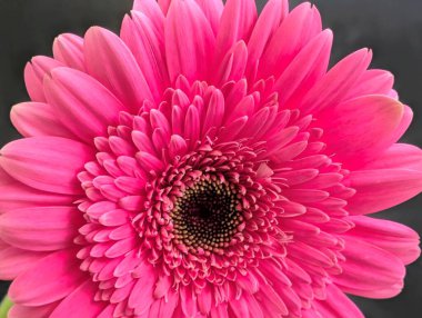 Bahçedeki güzel Gerbera çiçeği