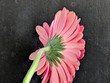 Bahçedeki güzel Gerbera çiçeği