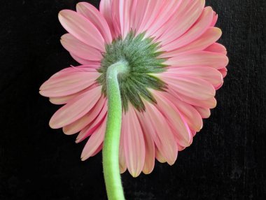 Bahçedeki güzel Gerbera çiçeği