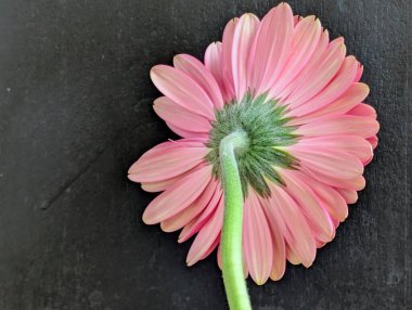 Bahçedeki güzel Gerbera çiçeği
