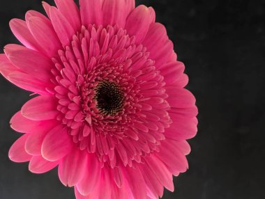 Bahçedeki güzel Gerbera çiçeği