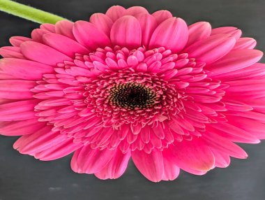 Bahçedeki güzel Gerbera çiçeği