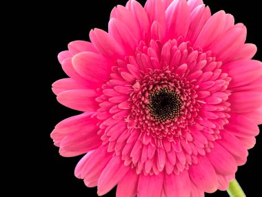 Bahçedeki güzel Gerbera çiçeği